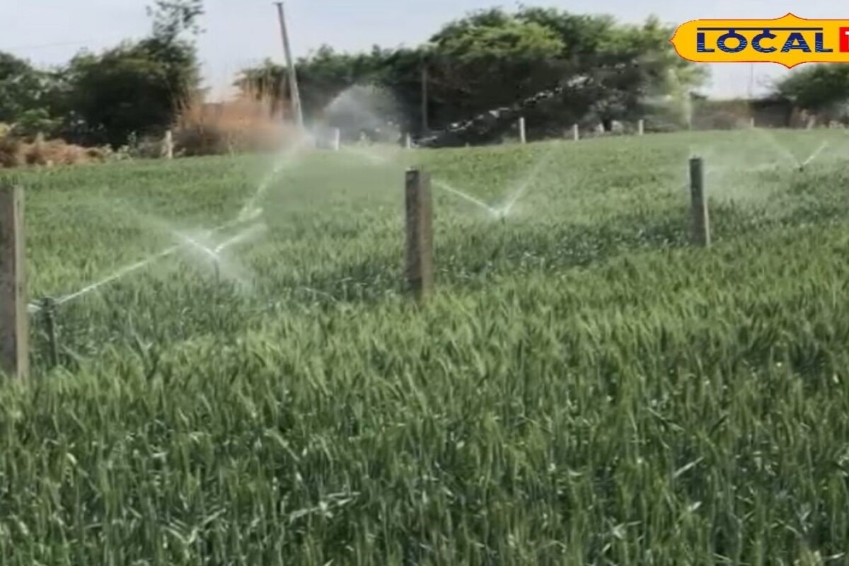 Agriculture Tips: सूखे में भी लहलहाएगी फसल! किसानों के लिए आई ऐसी खेती तकनीक, पानी कम फिर भी मुनाफा डबल