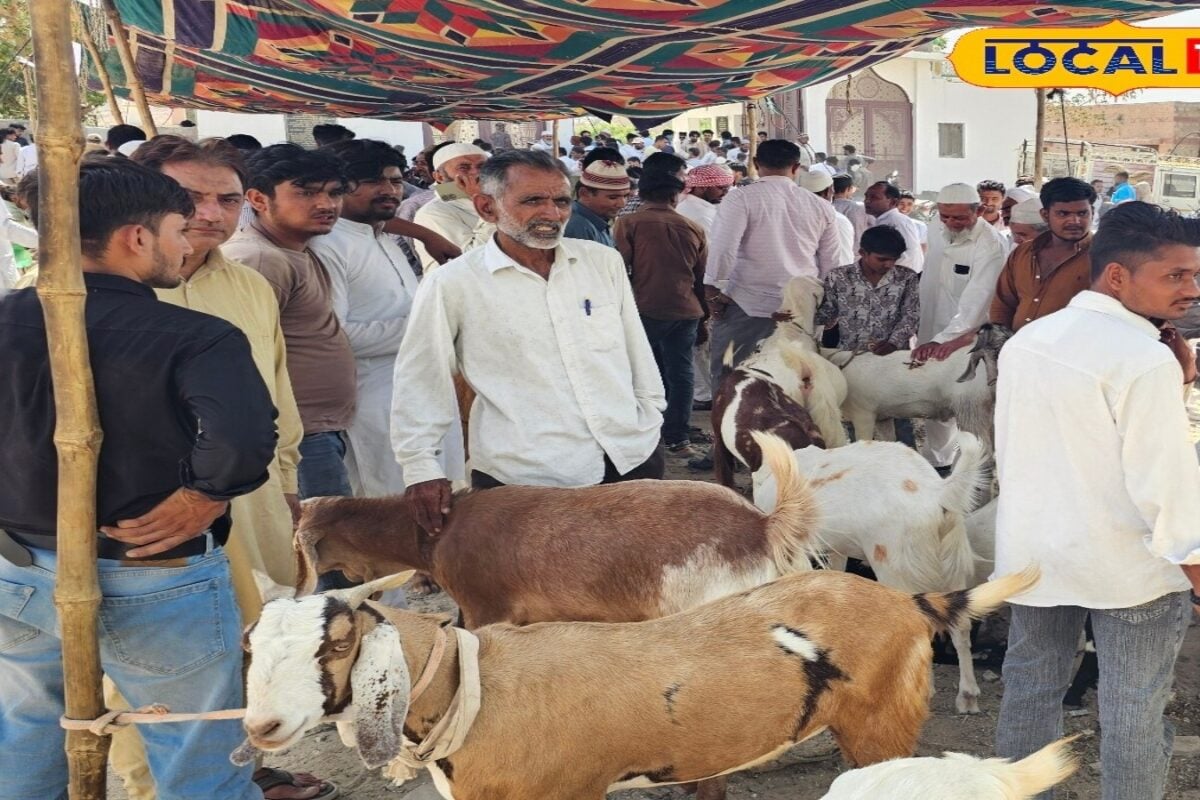राजस्थान की सबसे चर्चित बकरा मंडी! बाड़मेर में VIP बकरों को देखने उमड़ रही भीड़, कीमतें सुनकर रह जाएंगे दंग