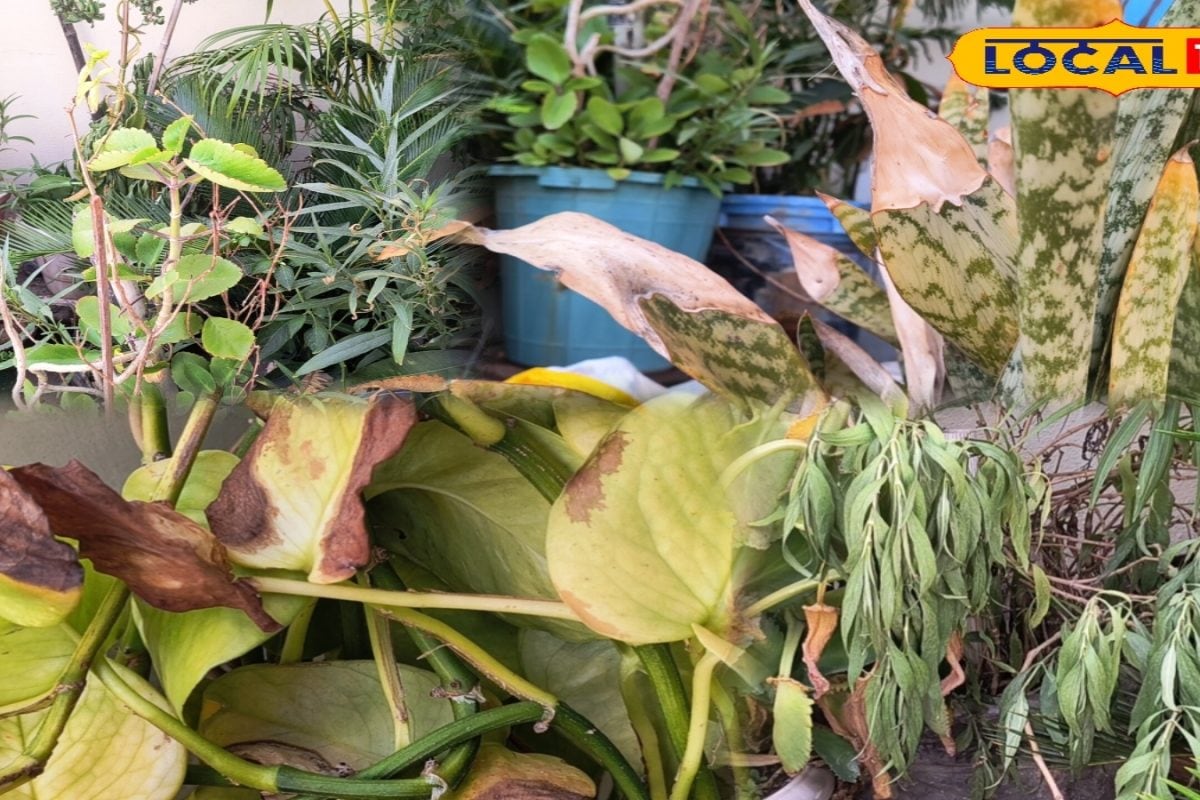 Gardening Tips: क्या इंसानों की तरह पौधों को भी लगती है लू? घर की चीजों से करें देखभाल, नहीं सूखेंगे पौधे