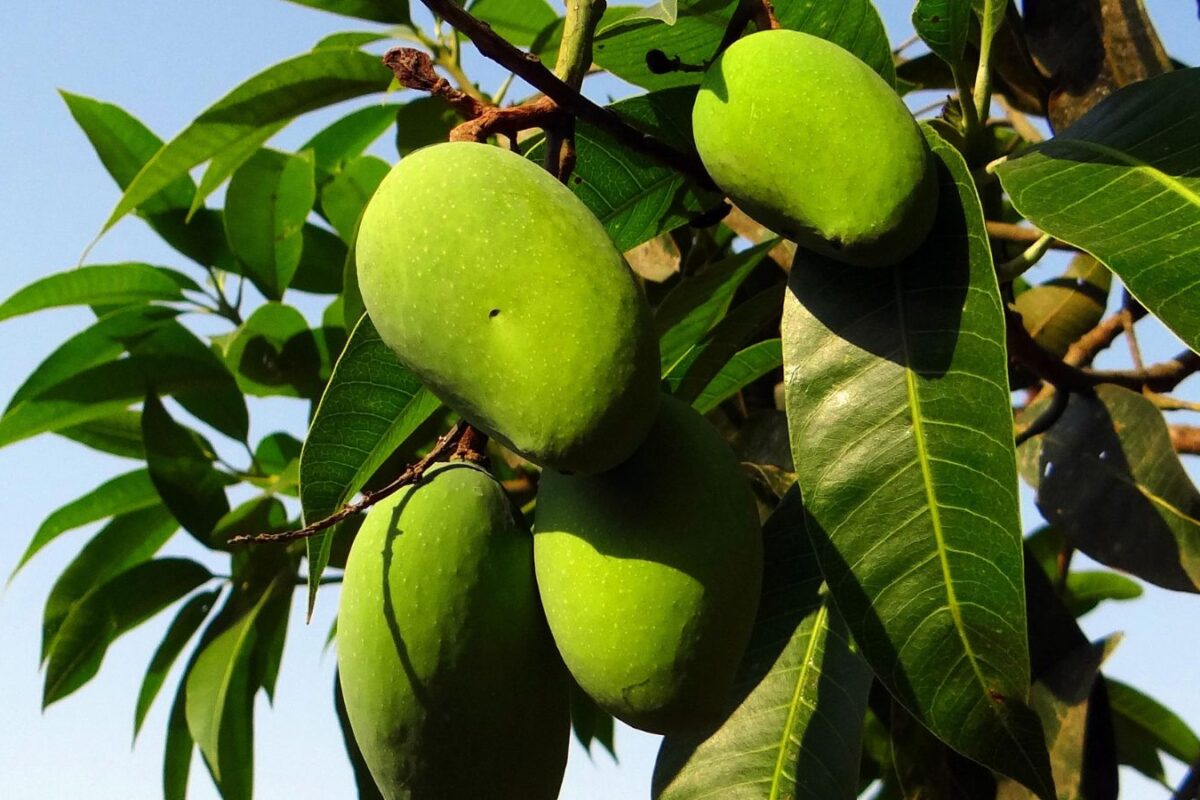 Mango Crop : इस बार मुश्किल होगा भारत के सबसे महंगे आम का स्‍वाद! मौसम और तूफान ने बर्बाद कर दी सारी फसल