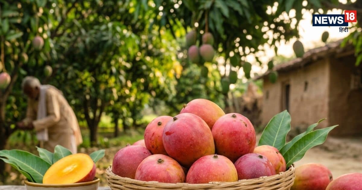 गुलाब खास: लाल सुर्ख छिलका और गुलाब सी महक वाला बिहार-बंगाल का शाही नवाबी आम