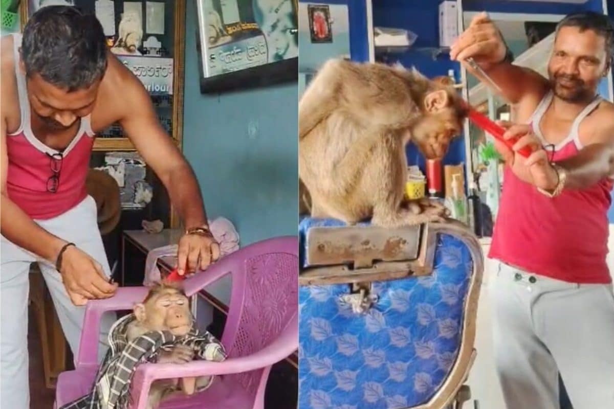 बंदर पर चढ़ा हीरो बनने का नशा, सैलून पहुंच गया बाल कटाने, देखें फिर क्‍या हुआ