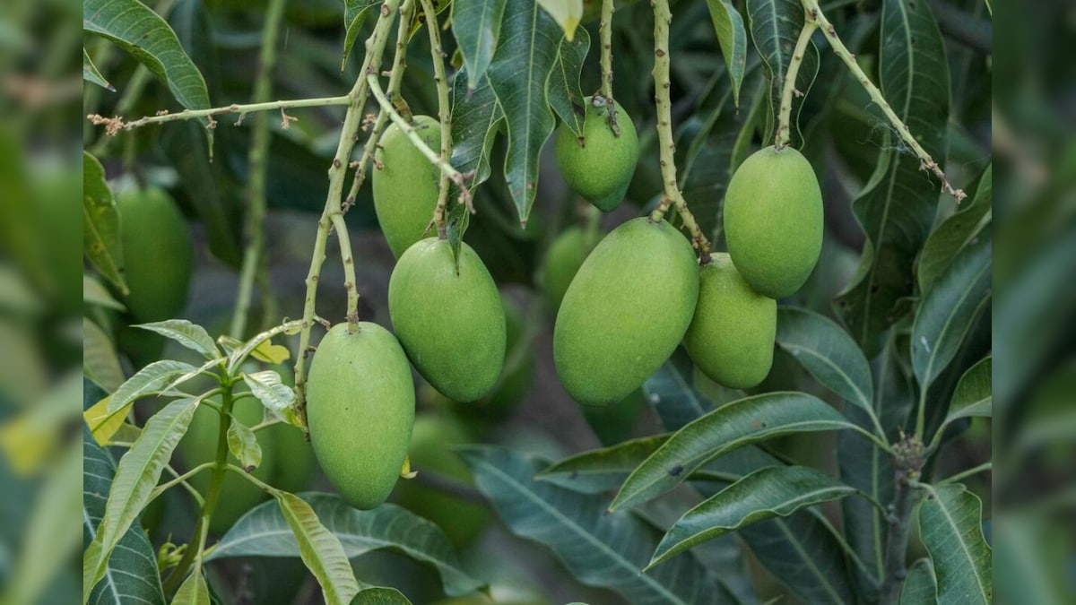 बहुत खा ली चटनी… अब ट्राई करें बघेलखंड की मशहूर कच्चे आम की खट्टी-मीठी सब्जी, 4 दिन तक नहीं होगी खराब