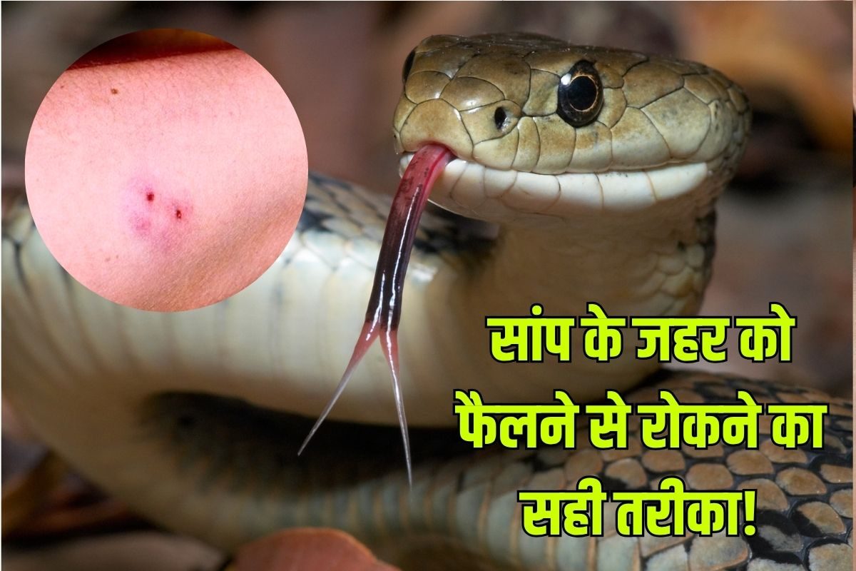 जब सांप काट ले, तो तुरंत क्या करना चाहिए? जहर को फैलने से रोकने का सही उपाय, अस्पताल पहुंचने तक करें ये काम