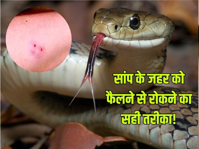 जब सांप काट ले, तो तुरंत क्या करना चाहिए? जहर को फैलने से रोकने का सही उपाय