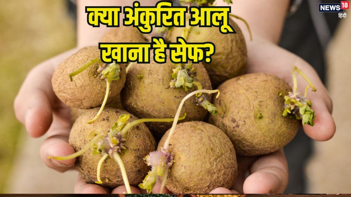 क्या अंकुरित आलू खाना सेहत के लिए है खतरनाक? गलती से खा लिया तो शरीर में क्या होगा