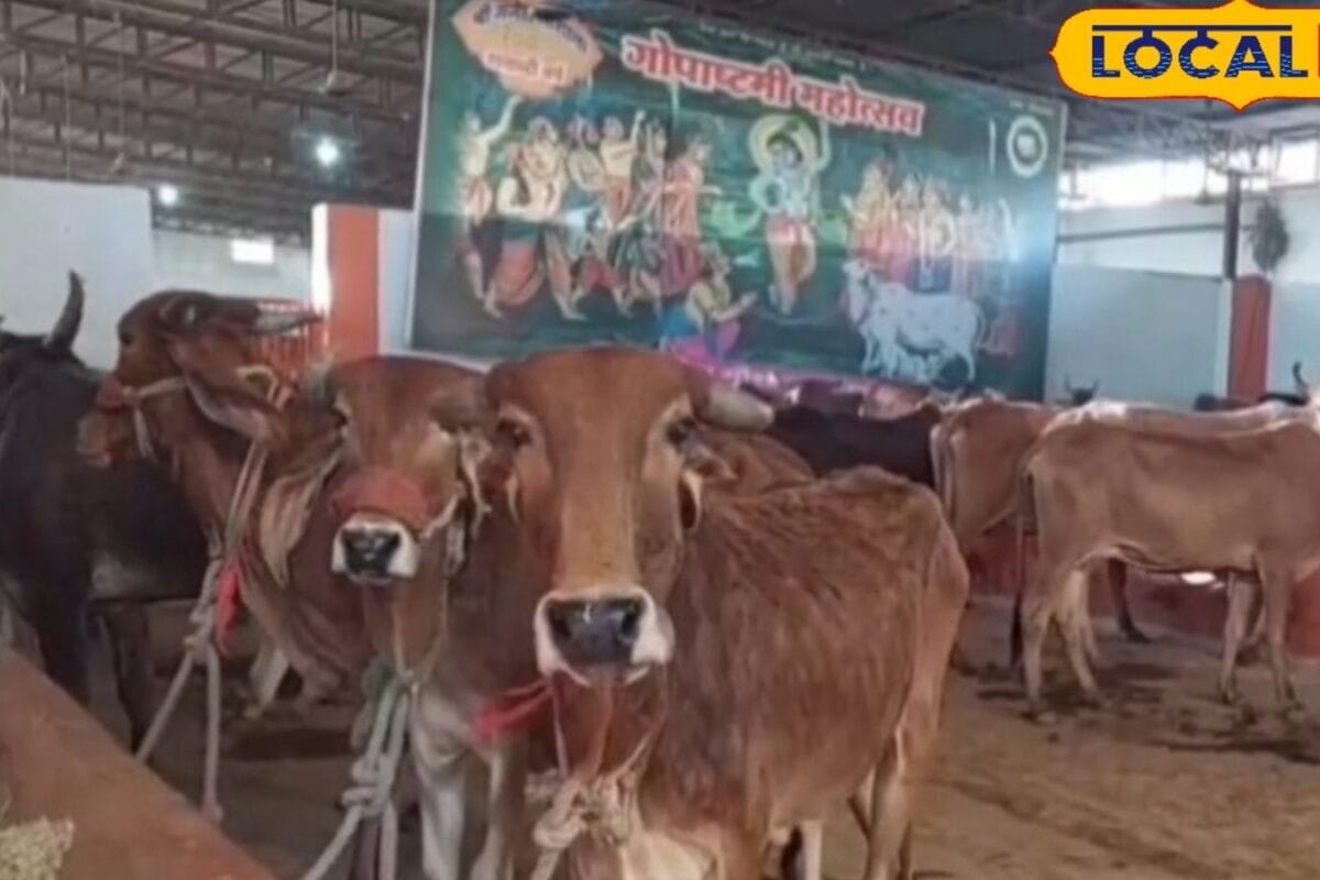भीषण गर्मी में पशुओं को लू से ऐसे बचाएं! पानी में मिलाकर पिलाएं यह सफेद चीज, नुकसान से बचने का तरीका