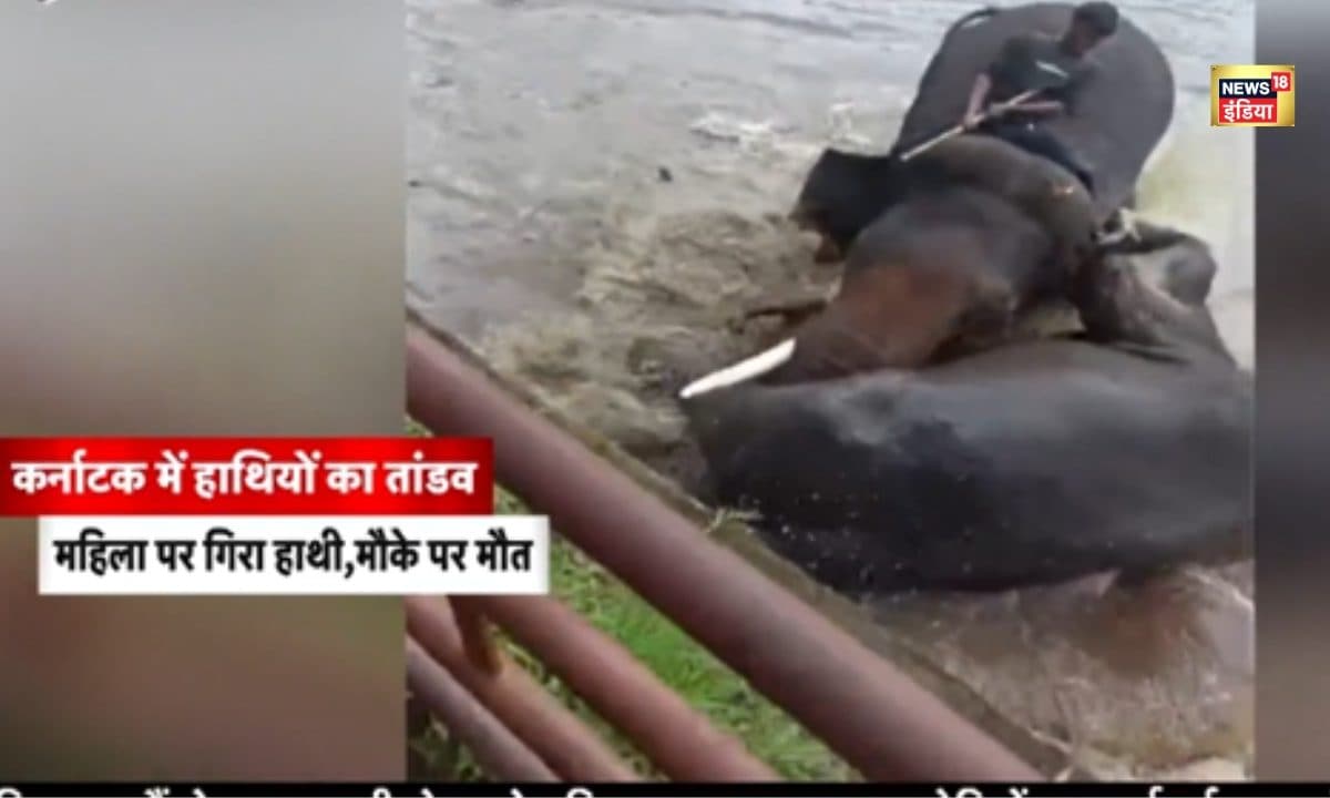 VIDEO: नदी किनारे खड़ी थी महिला… तभी हाथियों में शुरू हुआ झगड़ा, चपेट में आ गई महिला