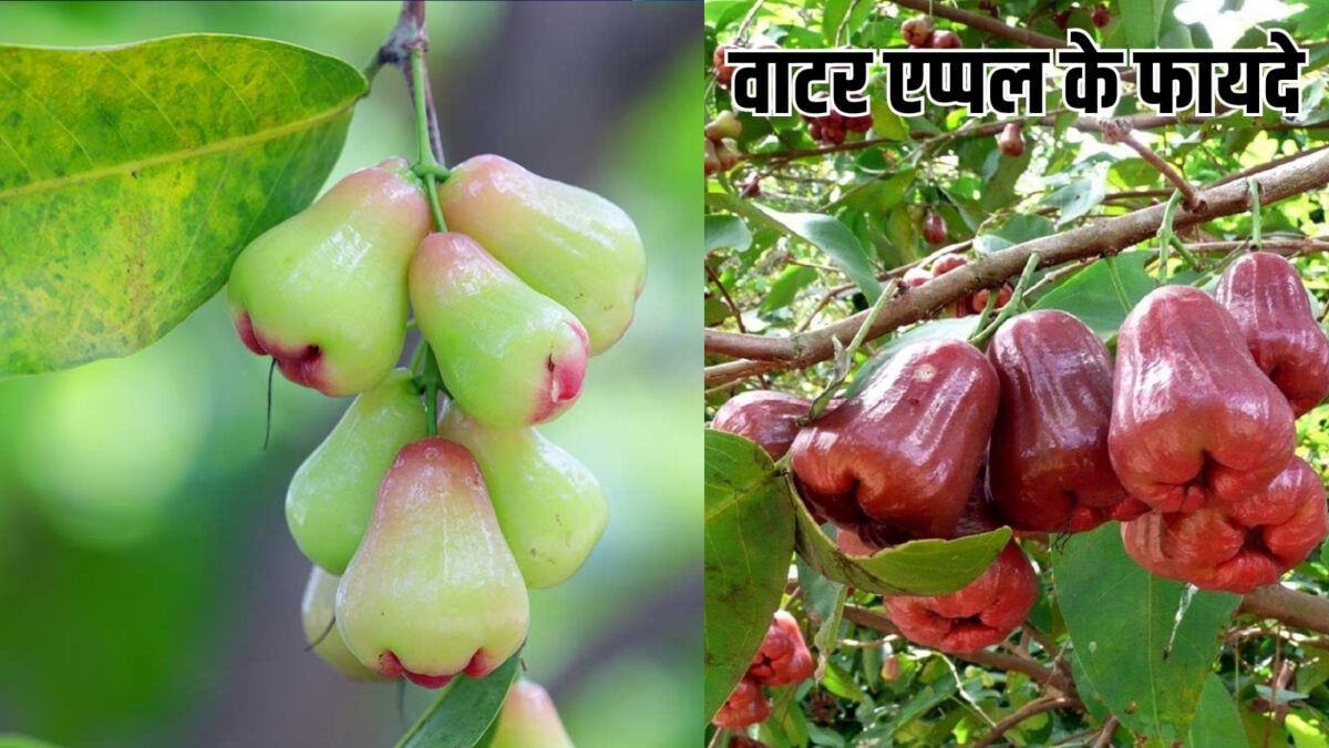 90% से भी ज्यादा पानी, इंसान के नाक जैसी बनावट, जानें वाटर एप्पल के फायदे