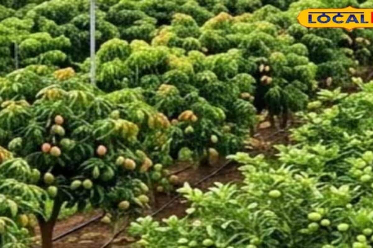 किसान पारंपरिक खेती छोड़ शुरू करें बागवानी हर साल होगी छप्परफाड़ कमाई एक्सपर्ट के जानें टिप्स