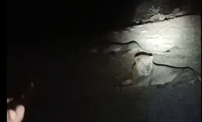 शेर के साथ ले रहा था सेल्फी तभी मौत से हो गया सामना रोंगटे खड़े कर देगा VIDEO