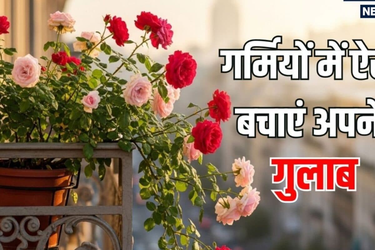 जून की गर्मियों में गुलाब को सूखने से बचाने के अपनाएं माली के ये अचूक तरीके, पौधों और आपके चेहरे पर आ जाएगी बहार