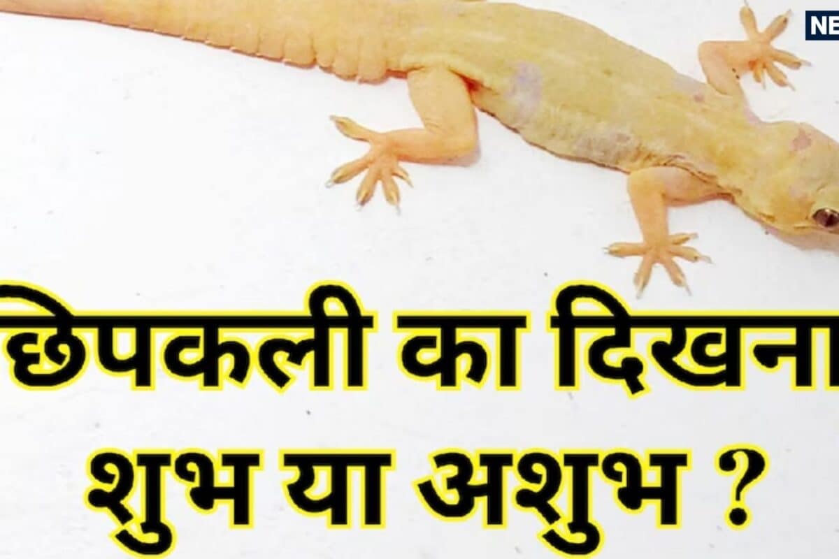 घर के इन हिस्सों में छिपकली का दिखना माना जाता है सौभाग्यशाली माता लक्ष्मी से क्या है संबंध