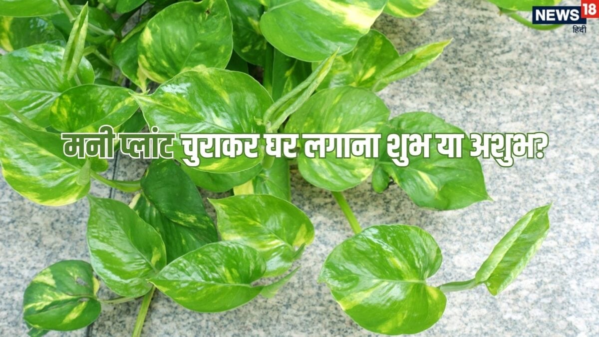 क्या सच में चुराकर लगाया गया मनी प्लांट बदल देता है घर की तकदीर? जानें वास्तु शास्त्र का य क्या सच में चुराकर लगाया गया मनी प्लांट बदल देता है घर की तकदीर? जानें वास्तु शास्त्र का य