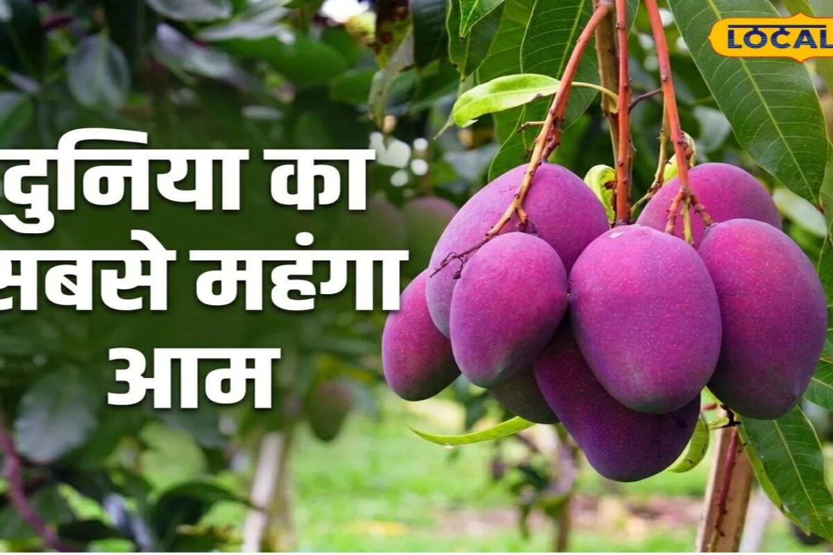 दुनिया का सबसे महंगा आम चखेंगे PM मोदी, दुबई से भी आया ऑर्डर, CCTV से की जा रही 'रेड गोल्ड' की निगरानी