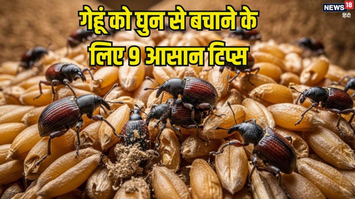 बारिश में नहीं लगेंगे गेहूं में घुन-कीड़े, स्टोर करने के जान लें ये 9 आसान तरीके