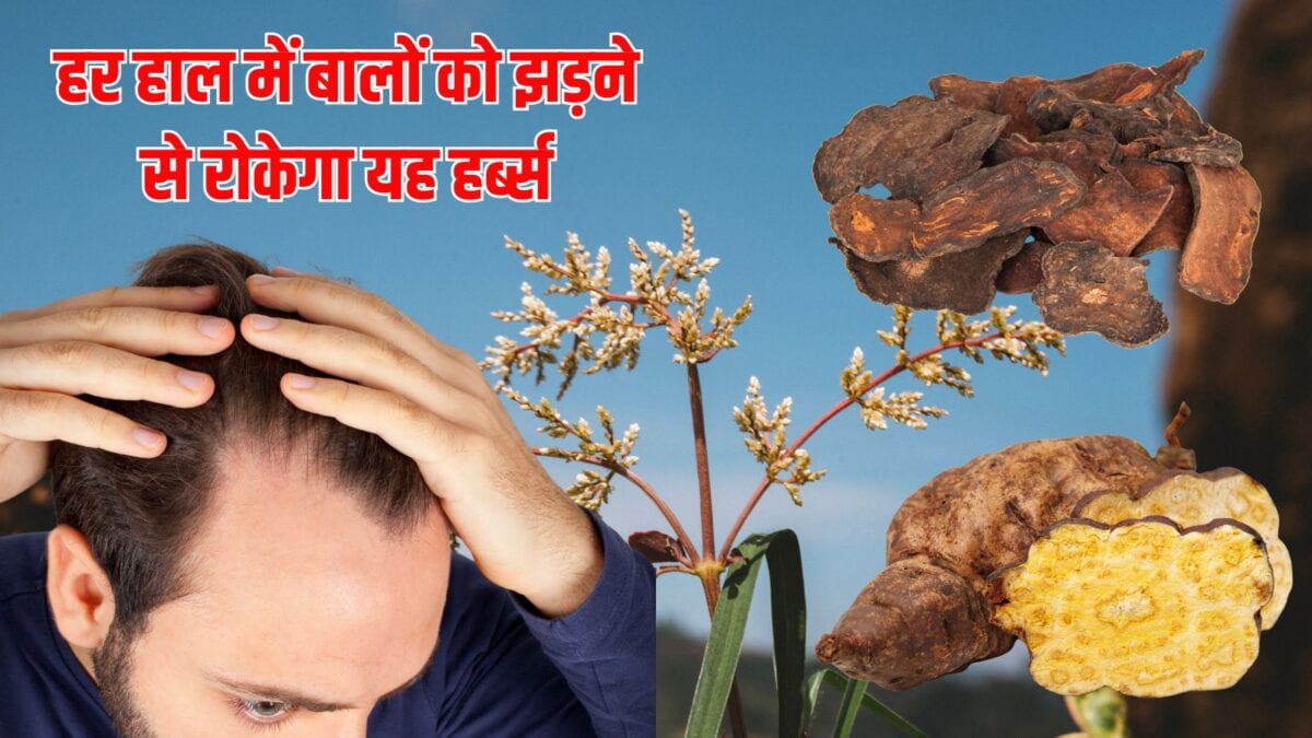 मर्दों के गंजेपन का वैज्ञानिकों ने ढूंढ लिया इलाज, चीनी कंद से भर-भर कर आएंगे बाल, रिसर्च में हो गया प्रूव