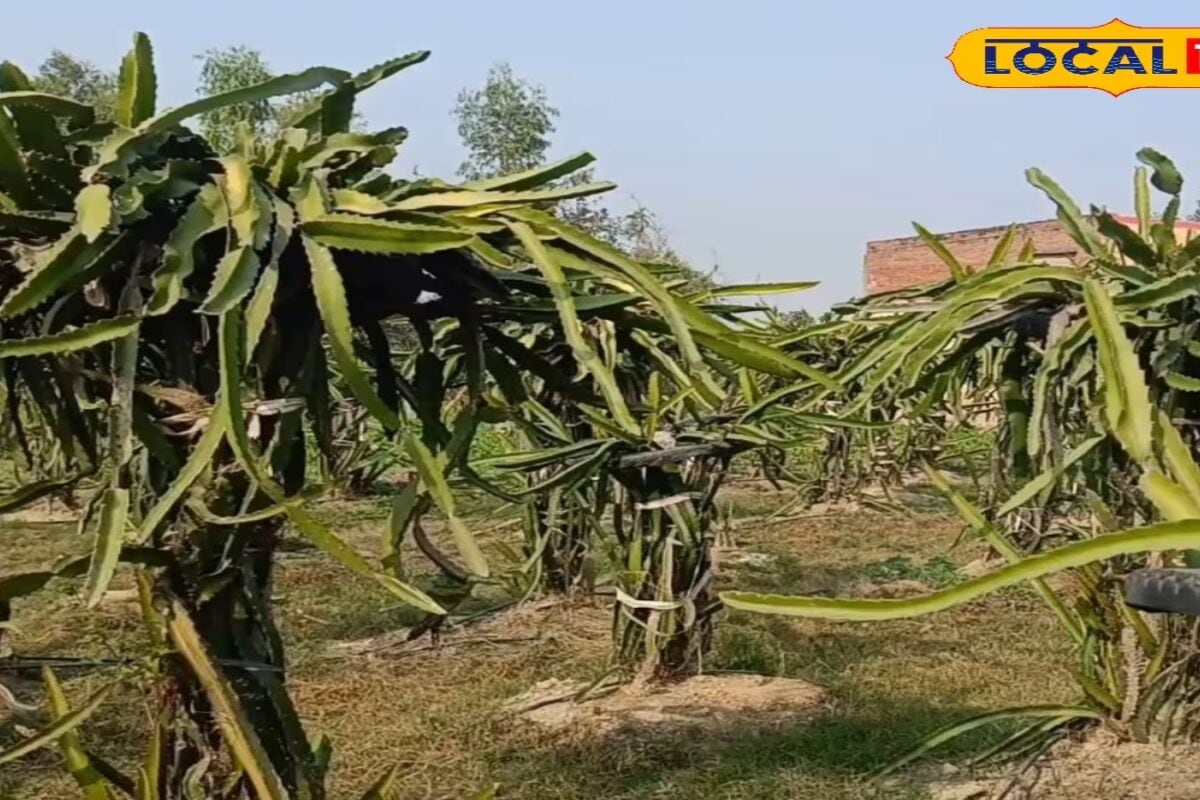 Dragon Fruit Farming: बरसात में ड्रैगन फ्रूट को बचाने का सीक्रेट, फंगस दिखते ही करें ये 3 काम, नहीं घटेगी पैदावार