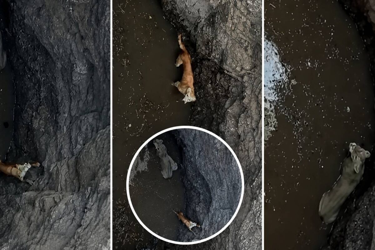 न झपट्टा मारा न दिखाईं आंखें एक खौफ ने मिटाई शेरनी-कुत्ते की सदियों की दुश्मनी!
