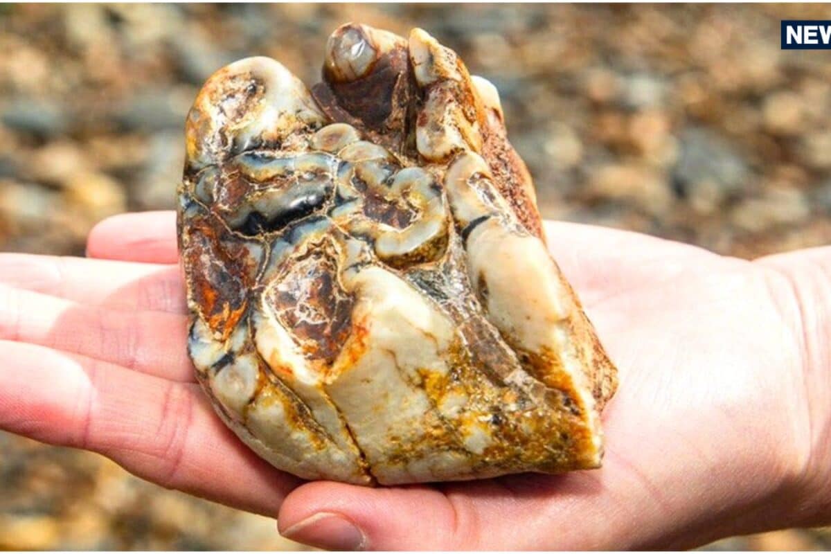 लहरों ने उगला 1800000 साल पुराना रहस्य, 11 साल के बच्चे को मिला ऐसा खजाना, वैज्ञानिक भी रह गए हैरान