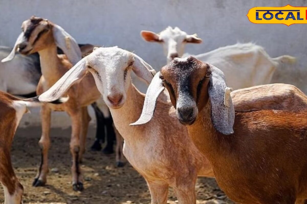 बकरी पालन से कमाना चाहते हैं लाखों? यहां मिल रही 12 दिन की फ्री ट्रेनिंग, ऐसे करें आवेदन
