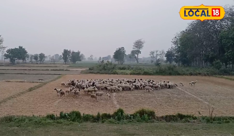 महाराजगंज के सीमावर्ती इलाकों में खेतों में रातभर रुकती हैं भेड़, किसान देते हैं राशन, मिलता है ये फायदा, जाने