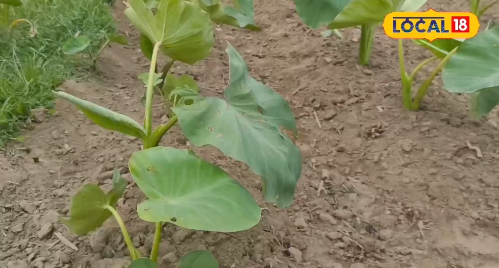 कम जमीन पर बेहतर मुनाफा, अरवी की खेती किसानों के लिए बन रही फायदे का सौदा, पत्तों से भी होती है कमाई