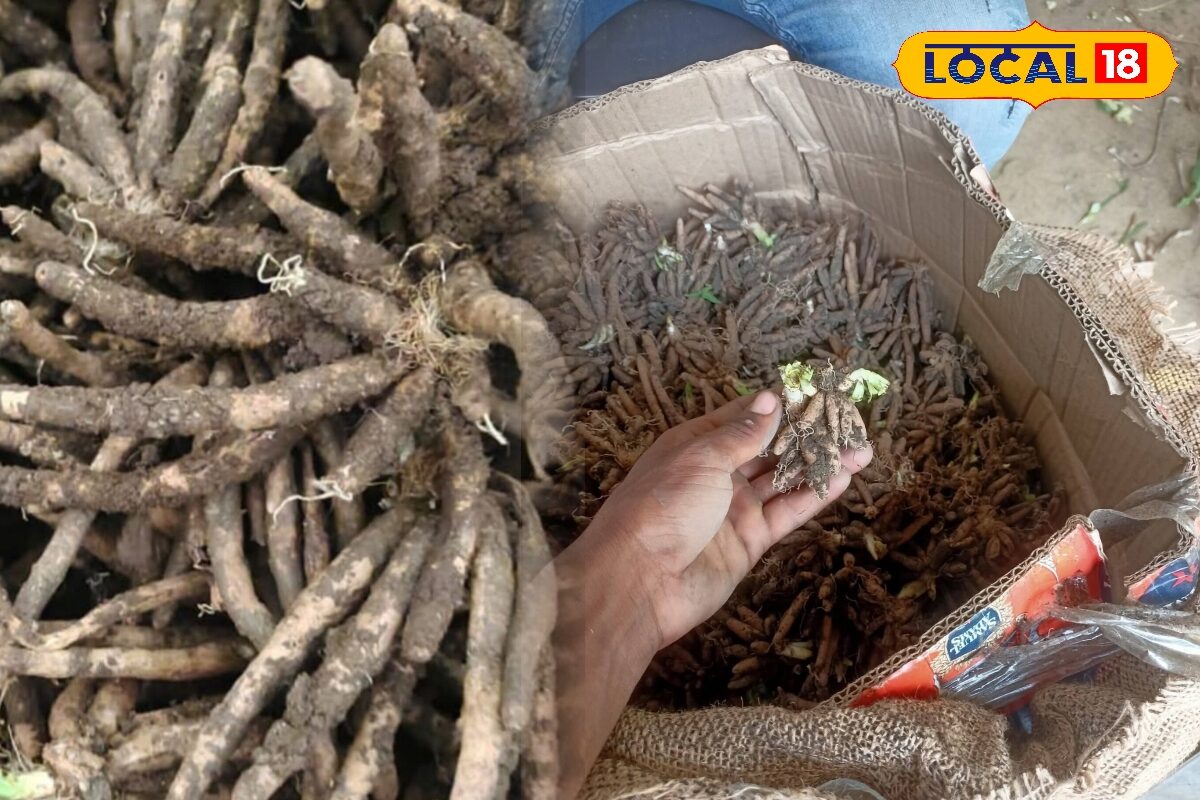 किसान जून में करें सफेद मूसली की खेती, कुछ महीनों में होगा लाखों में मुनाफा