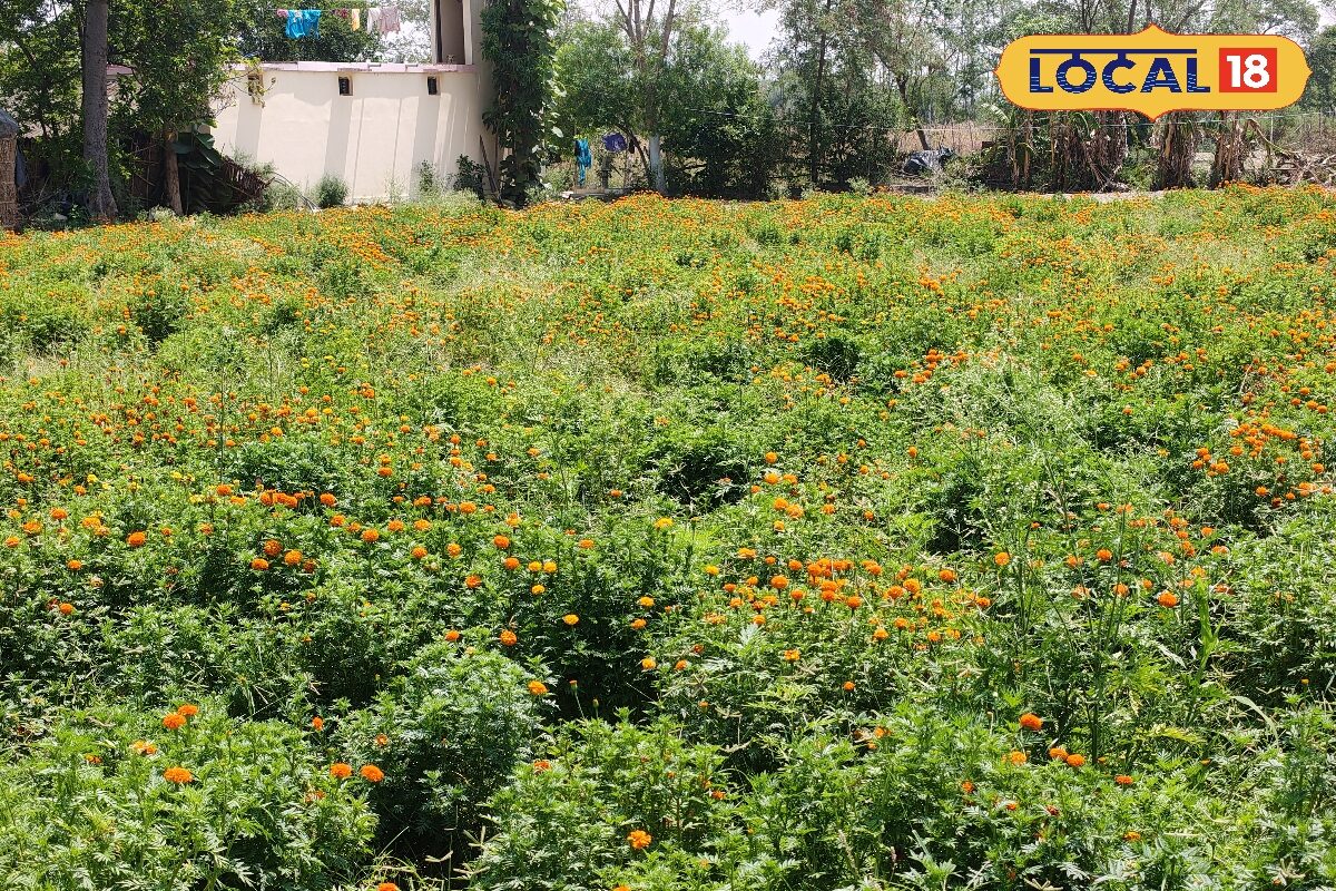 Marigold Cultivation: किसान ने किया गेंदा फूल की खेती, कोलकाता से मंगाया बीज, जमकर हो रही कमाई