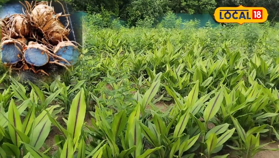 किसान पीली हल्दी की खेती छोड़ करें इस रंग की खेती, लागत से तीन गुणा होगा कमाई