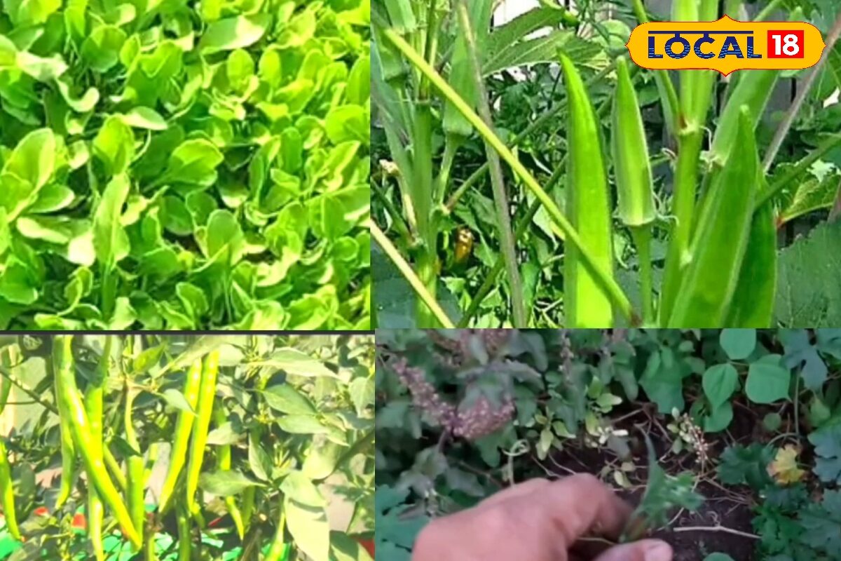 हर दिन मिलेगी फ्रेश सब्जी, बचेगा पैसा और समय, जून में टैरिस पर लगाएं ये 4 पौधे