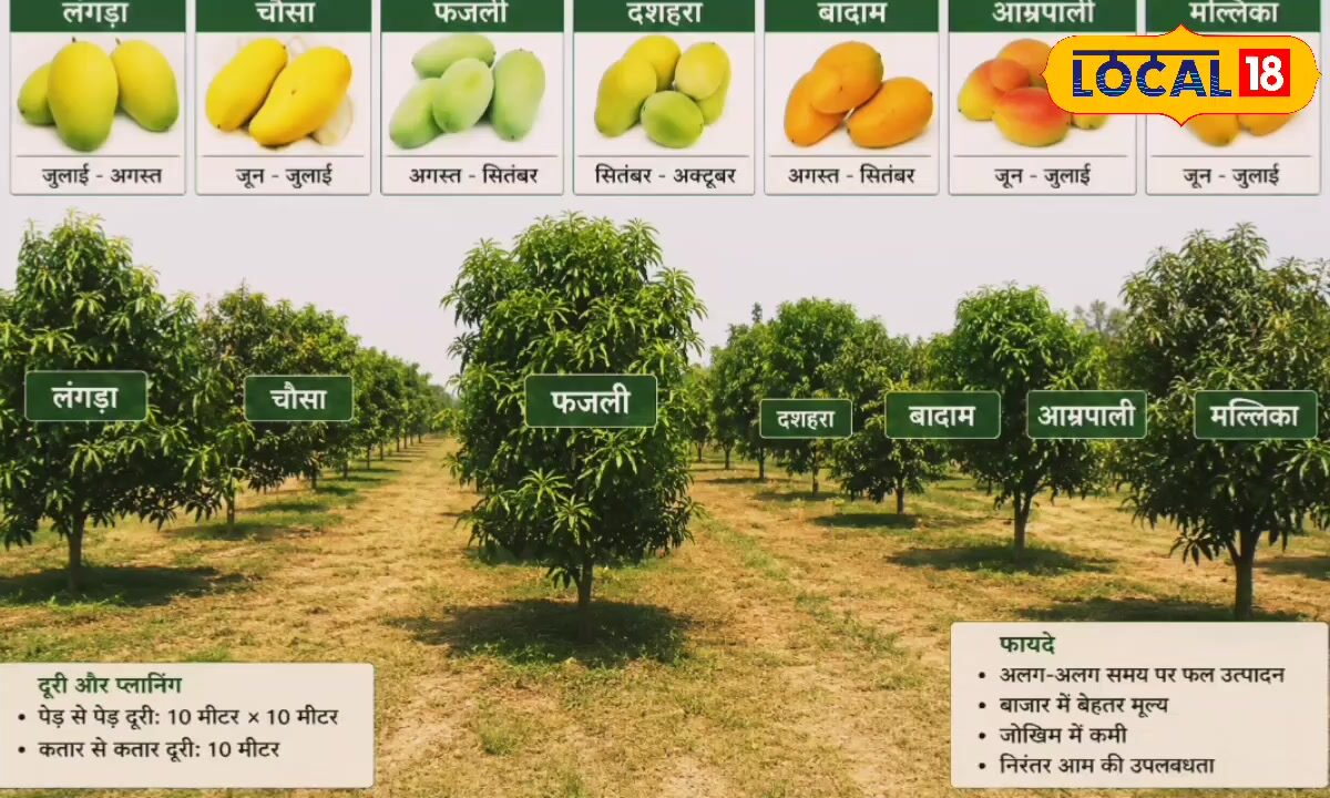 मानसून में लगाएं आम की ये 5 बेहतरीन किस्में, कम देखभाल में देंगी बंपर उत्पादन, एक्सपर्ट से जानें ये खास सलाह