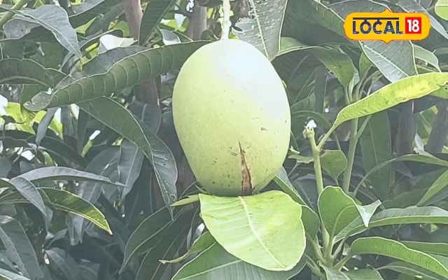 कागज जैसा पतला छिलका, छीलते ही टपकता है रस! किसान मनोज ने उगाई मालदह की क्वीन, स्वाद के आगे सब फेल