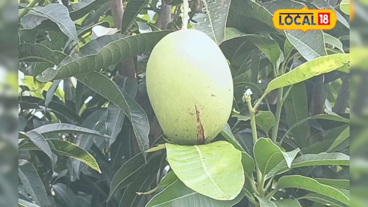 कागज जैसा पतला छिलका, छीलते ही टपकता है रस! किसान मनोज ने उगाई मालदह की क्वीन