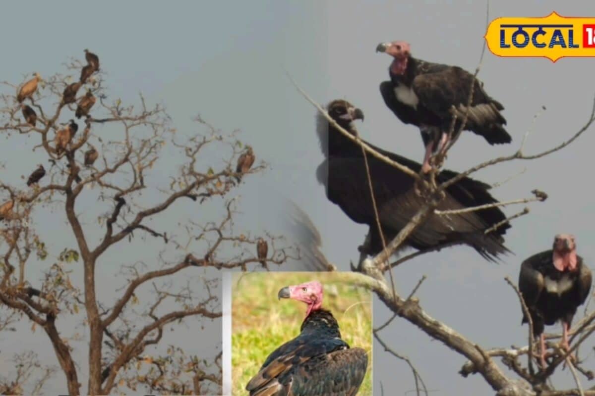 10 हजार फीट की ऊंचाई से शिकार पर नजर, बिना पंख फड़फड़ाए घंटों उड़ता है किंग वल्चर