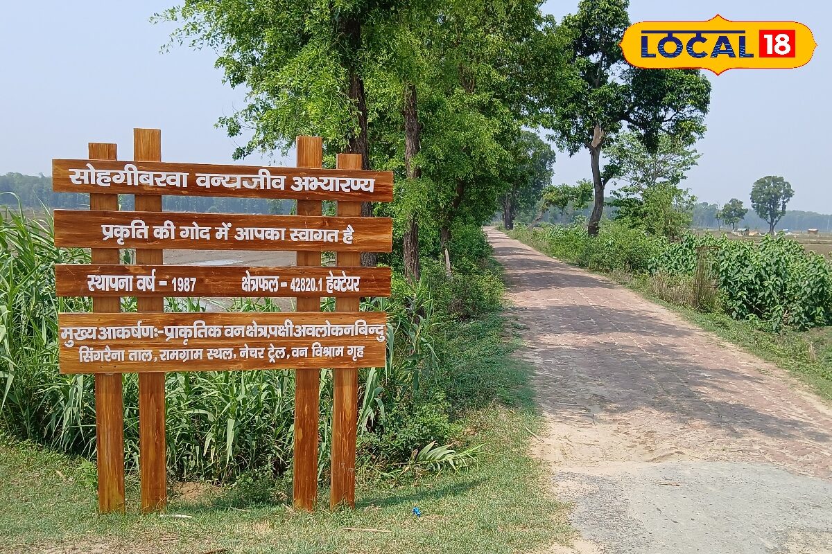 महराजगंज की सोहगीबरवा वाइल्डलाइफ सैंक्चुअरी, 42820 हेक्टेयर में फैला जंगल, यहां है तेंदुआ-हिरण और प्रवासी पक्षियों का संसार