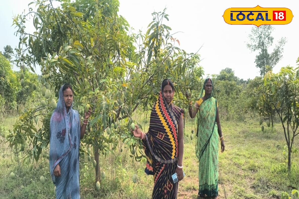 सरकार ने दिए पौधे, महिलाओं ने बना लिया रोजगार...पहले देखती थी एक-एक पैसे का मुंह, अब आम बेच कर रहीं ताबड़तोड़ कमाई