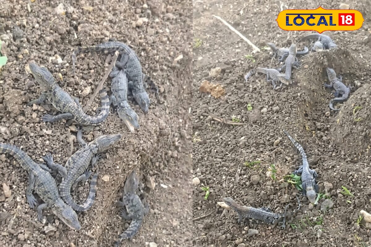 तेलंगाना के खेत में 20 मगरमच्छ के बच्चे और 60 अंडे, अब संगारेड्डी के मेलागिरी पेट गांव में दहशत का माहौल
