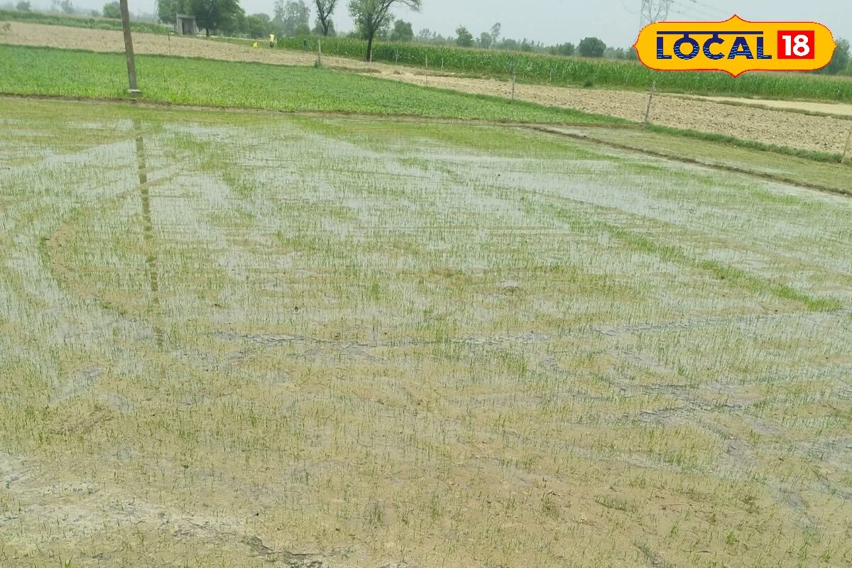 Rice Farming Tips: धान की बुवाई करने से पहले जान लें ये जरूरी बातें, कम लागत में बढ़ेगी पैदावार
