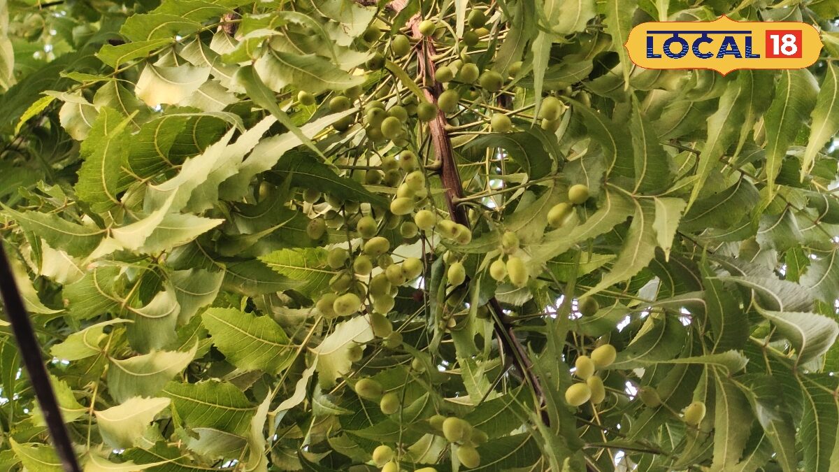 नीम की पत्तियां ही नहीं, इसका फल भी है बेहद गुणकारी! जानिए सेवन के फायदे