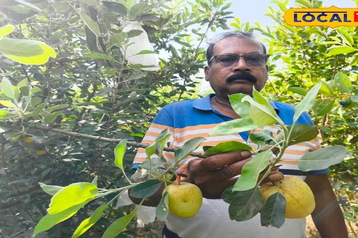 किसान धीरेंद्र मौर्य का कमाल! यूपी में लहलहा रहे सेब के बाग, 45 डिग्री तापमान में भी मिल रही बंपर पैदावार