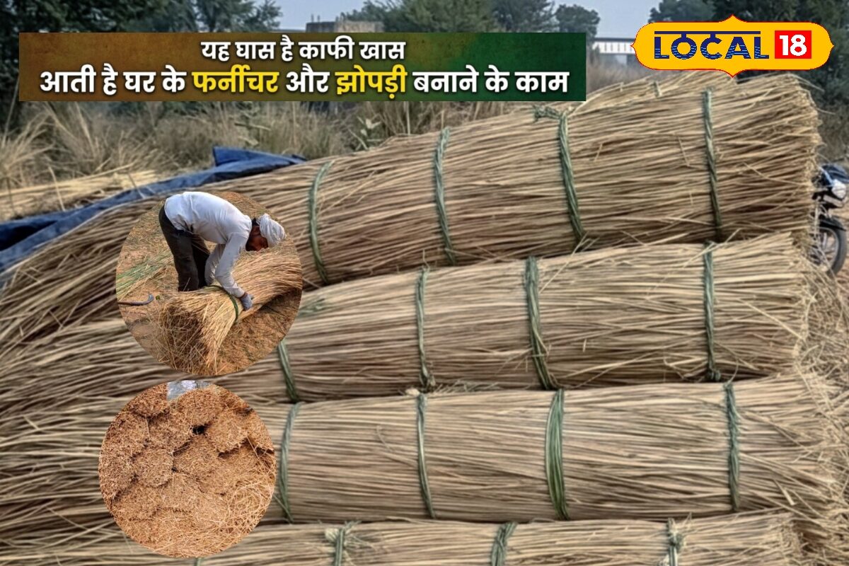 जिस घास को लोग समझते थे बेकार, वही बनी गांवों की आय का बड़ा जरिया! सरपता से तैयार हो रहे कई उपयोगी उत्पाद