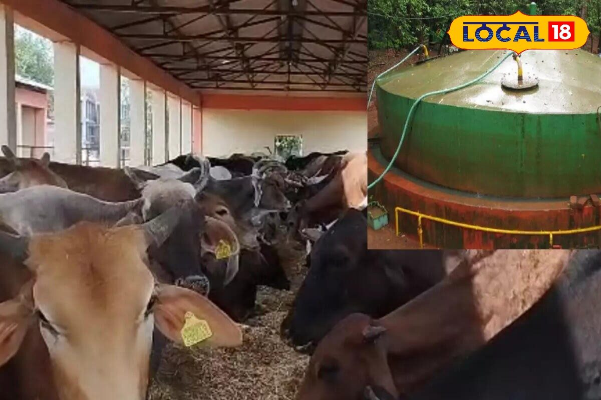 एमपी की इस गौशाला ने रचा नया इतिहास! गोबर से बन रही गैस, कचरे से कमाई, आत्मनिर्भरता का अनोखा मॉडल