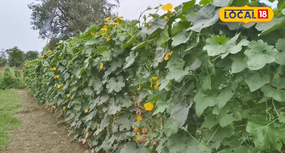 मचान विधि से करें तुरई की खेती, एक बीघा में 100000 की कमाई, किसानो के लिए है फायदे का सौदा
