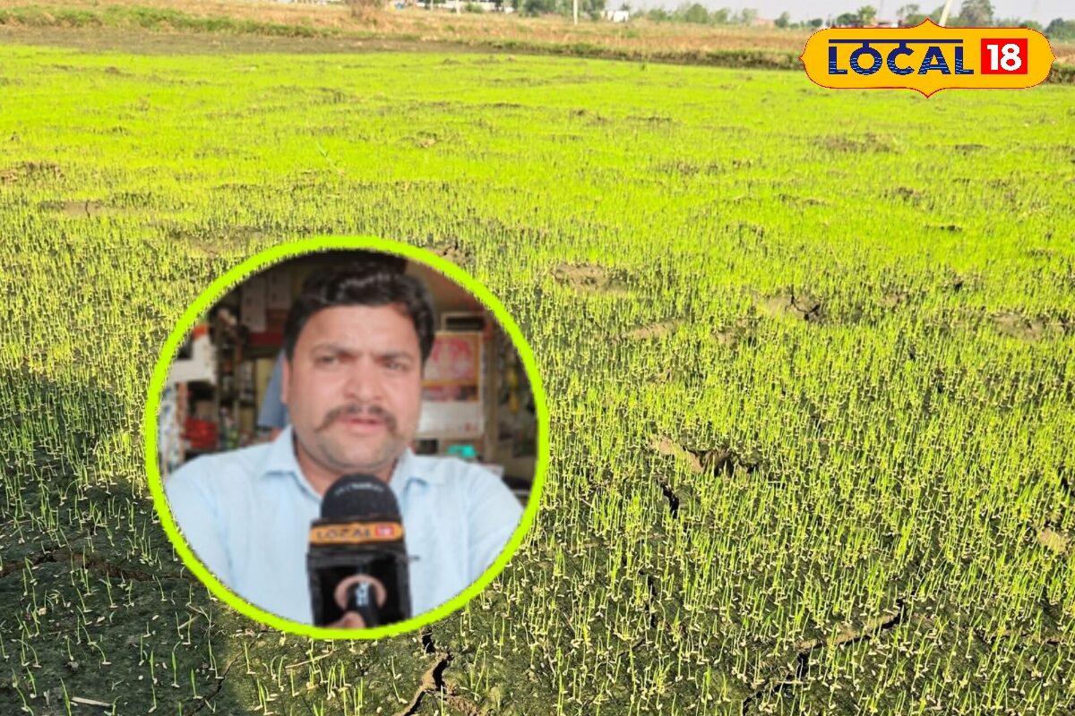 धान की नर्सरी में न करें ये गलतियां! मजबूत पौधे और बंपर पैदावार के लिए अपनाएं ये तरीके