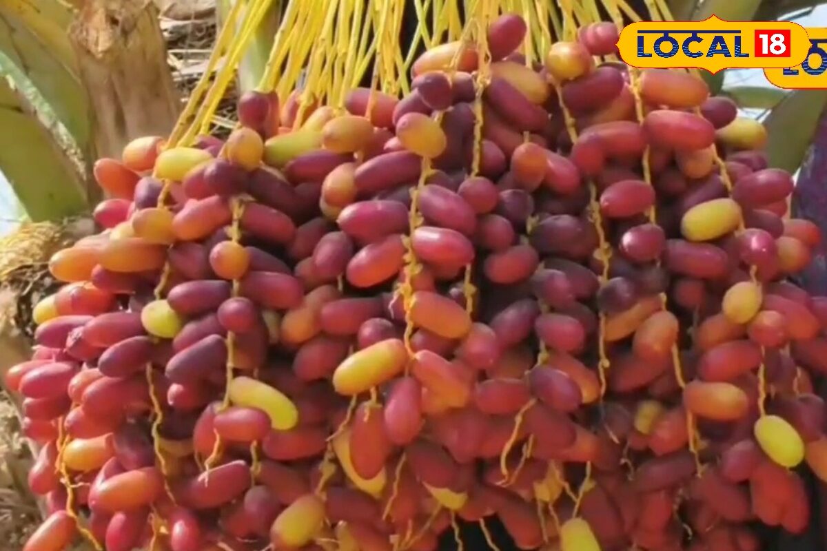 Farming Tips : मरुस्थल में उग रहा ‘सोना’! इस फल से जैम, चॉकलेट और जूस बनाकर बढ़ा सकते हैं कमाई