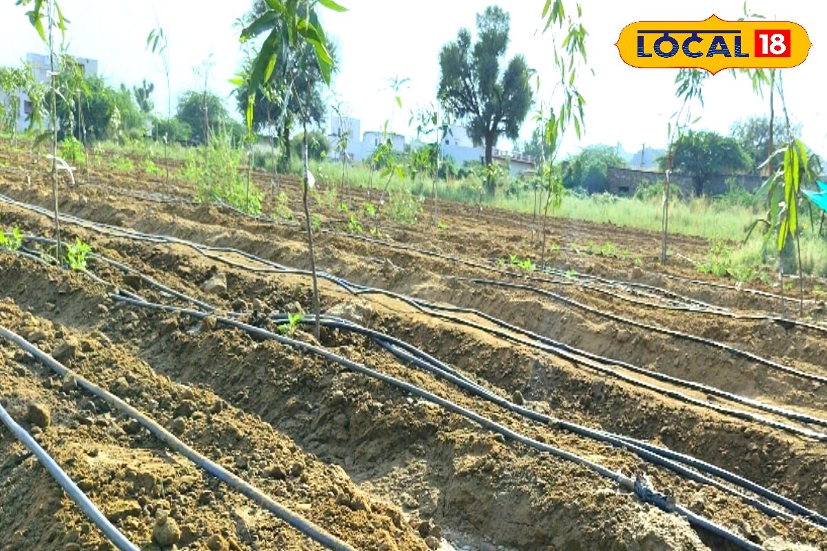 Agriculture Tips: बागानी खेती शुरू करने का सही समय, अभी करें तैयारी, इस तरीके से लगाएं फलदार बाग और कमाएं लाखों