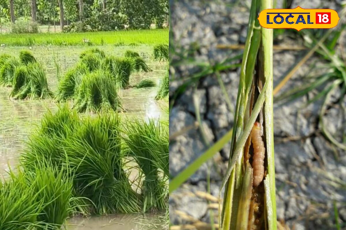 धान का दुश्मन है तना छेदक कीट, खेत में दिखे तो फौरन करें ये काम वरना होगा सिर्फ नुकसान