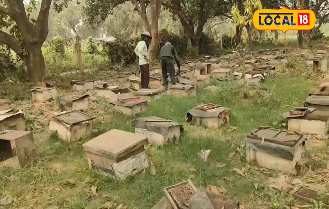 Success Story: ₹500000 का मुनाफा, मधुमक्खी पालन से बदली किसान राजकिशोर की किस्मत, जानें ट्रिक