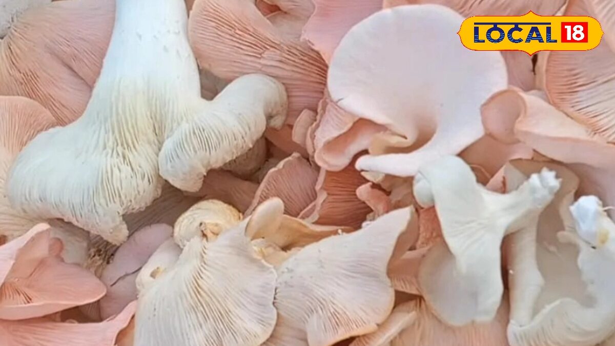 फूड प्रोसेसिंग बिजनेस क्षेत्र में बनाए पहचान, उद्यान विभाग दे रहा 35% अनुदान, बैंक ब्याज में 6% छूट, जाने प्रोसेस फूड प्रोसेसिंग बिजनेस क्षेत्र में बनाए पहचान, उद्यान विभाग दे रहा 35% अनुदान, बैंक ब्याज में 6% छूट, जाने प्रोसेस